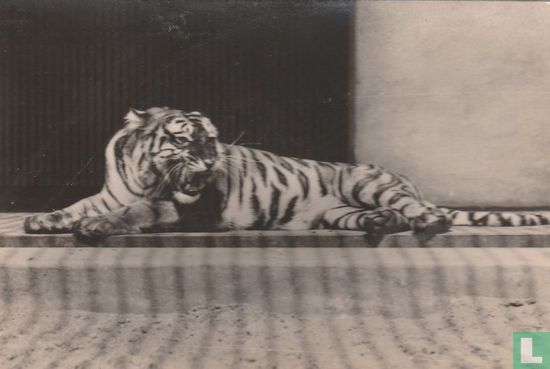 Bengaalse tijgerin Inda II