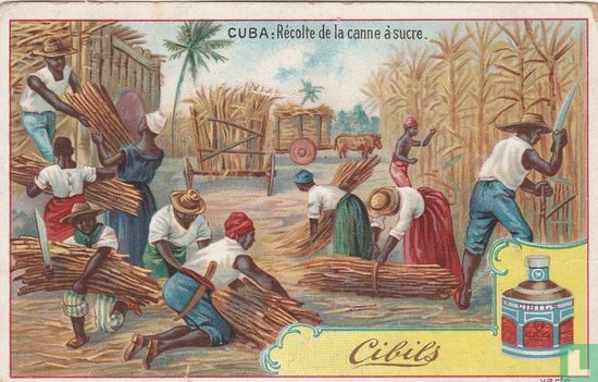 Cuba: recolte de la canne a sucre
