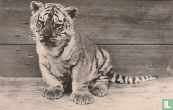 Jonge Bengaalse tijger, 3 mnd oud - Afbeelding 1