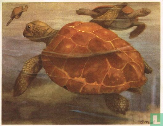 De eetbare Schildpad - Afbeelding 1