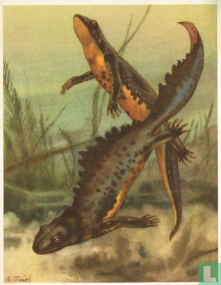 De Kamwatersalamander - Afbeelding 1