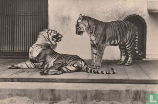 sumatraanse tijgers