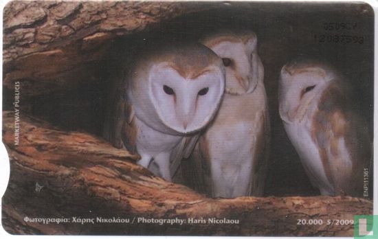 Tyto Alba (Owl) - Afbeelding 2