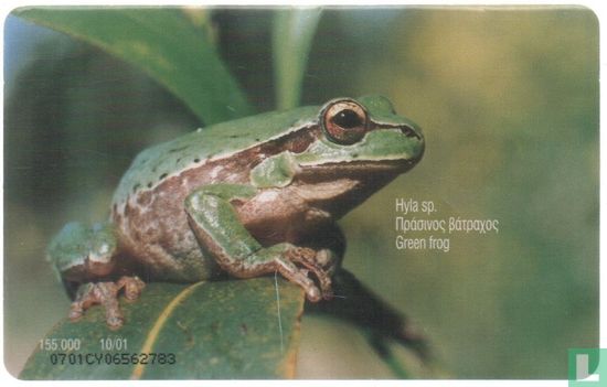 Green Frog - Image 2