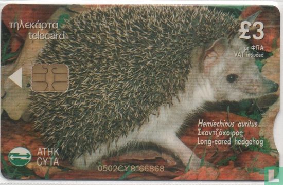 Long-Eared Hedgehog - Bild 1