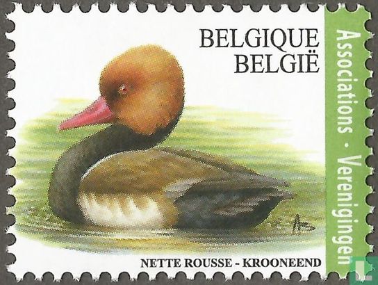 Nette rousse