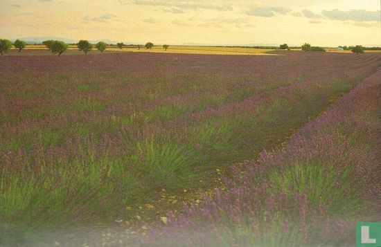 Een veld vol lavendel - Image 1