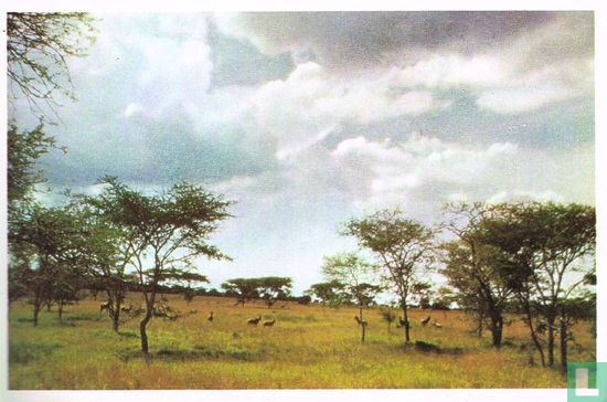 Savanne met doornstruiken van Ruanda - Afbeelding 1
