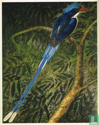 Zijde-IJsvogel - Image 1