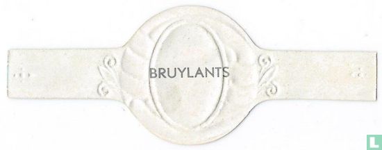 Bruylants - Afbeelding 2