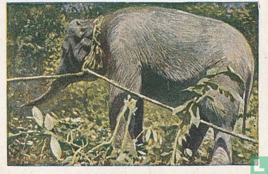 Het op transportstellen der olifanten - Image 1