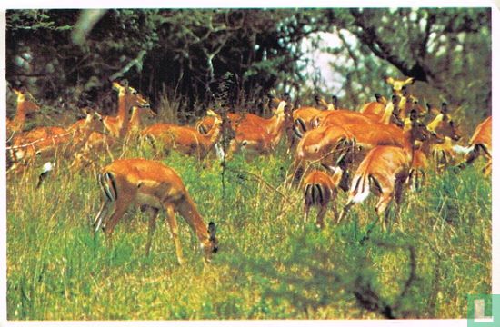 Een groep Impala-wijfjes - Afbeelding 1