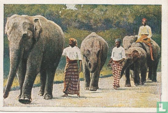 Morgenwandeling der olifanten in het dierenpark - Afbeelding 1