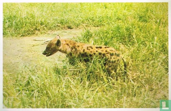 Gevlekte hyena - Afbeelding 1