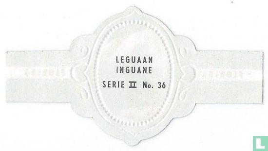 Leguan - Bild 2