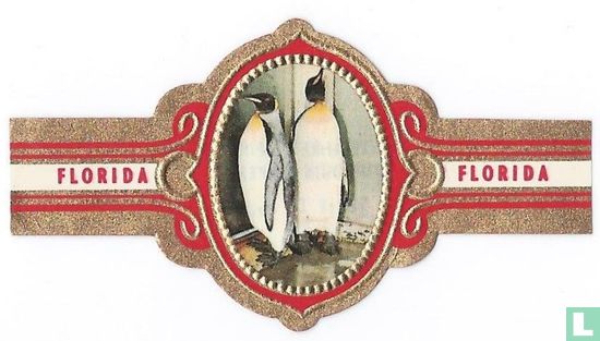 Imperial Pinguin - Image 1