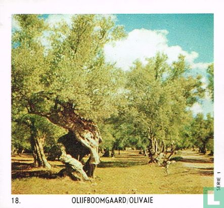 Olijfboomgaard