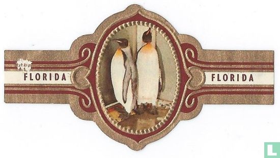Kaiser Pinguin - Bild 1