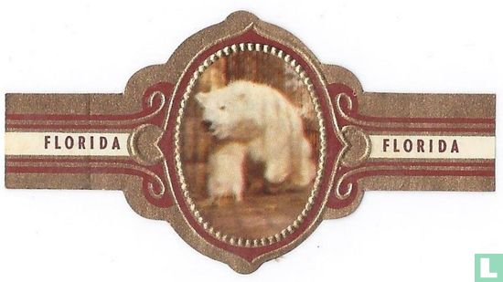 Polar bear - Image 1