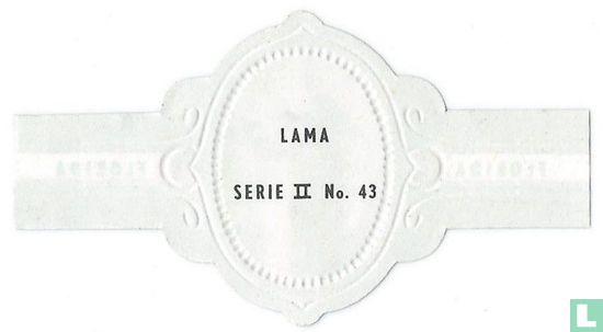 Lama - Afbeelding 2