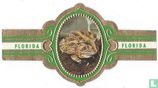 Horn frog - Image 1