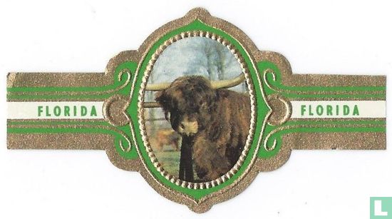 Highland beef - Image 1