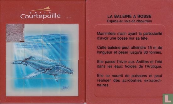 BALEINE A BOSSE