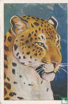De luipaard - Afbeelding 1