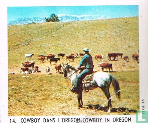Cowboy in Oregon