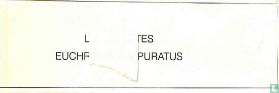 Euchroeus Prupuratus - Bild 2