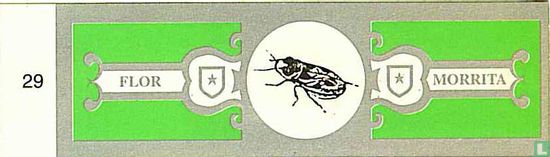 Hormetica Tuberculata - Afbeelding 1