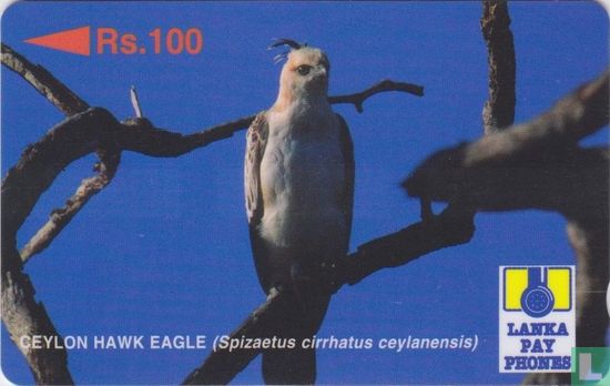 Ceylon Hawk Eagle (Spizaetus cirrhatus ceylanensis) - Bild 1