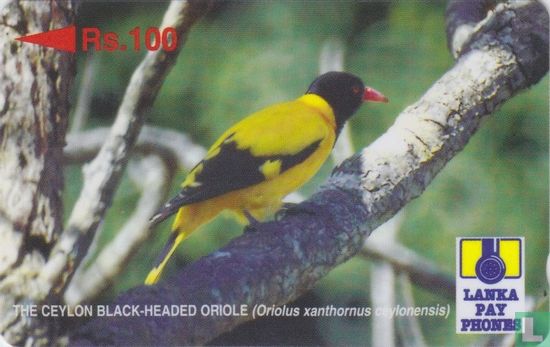 The Ceylon black-headed oriole (Oriolus xanthornus ceylonensis) - Image 1