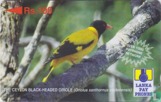 The Ceylon black-headed oriole (Oriolus xanthornus ceylonensis) - Image 1