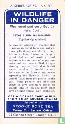 Texas Blind Salamander - Image 2