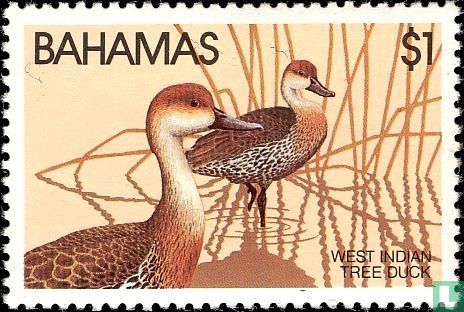 West Indian Tree Duck 