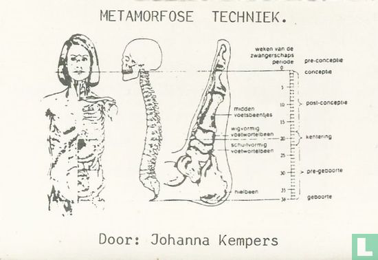 Metamorfose techniek - Afbeelding 1