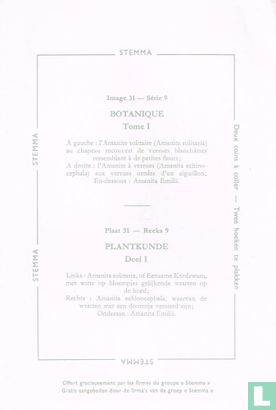 Links: Amanita solitaria of Eenzame Knolzwam; Rechts: Amanita echincephala; Onderaan: Amanita Emilii - Afbeelding 2