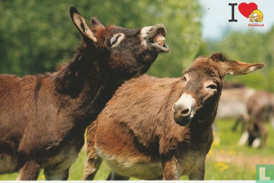 Stichting Dierenlot (ezels) - Afbeelding 1