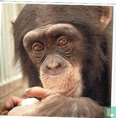 Chimpansee Patrick - Image 1