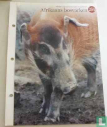 Afrikaans bosvarken - Image 1