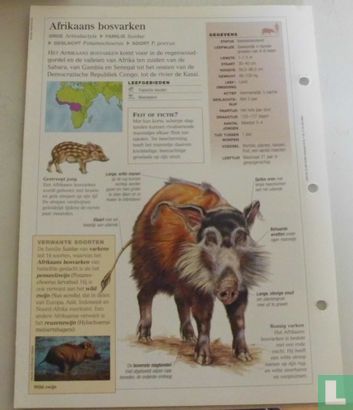 Afrikaans bosvarken - Bild 2