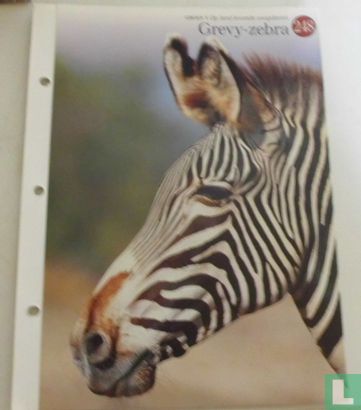 Grevy-zebra - Image 1