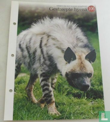 Gestreepte hyena - Afbeelding 1