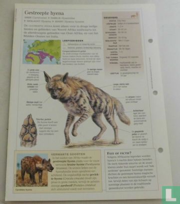Gestreepte hyena - Afbeelding 2