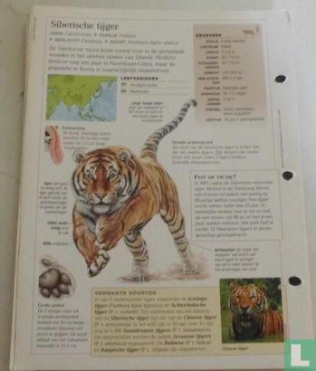 Siberische tijger - Afbeelding 2