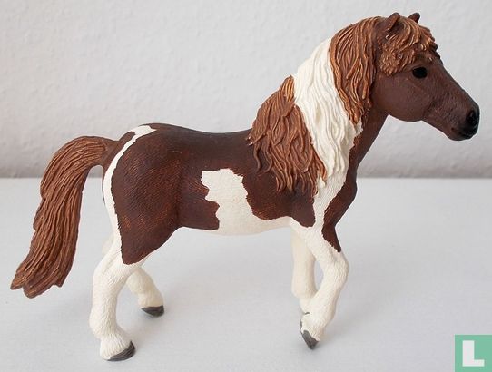 Iceland pony stallion