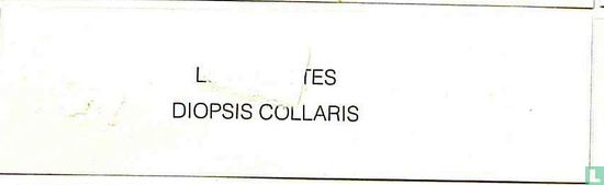 Diopsis Collaris - Bild 2