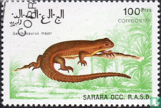 Sudanese shield lizard