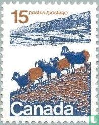 Bignhorn Sheep of Western Canada